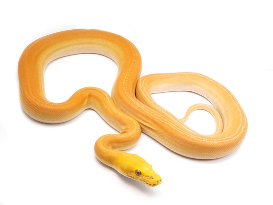 Golden Child Citrus Tiger Reticulated Python by NERD