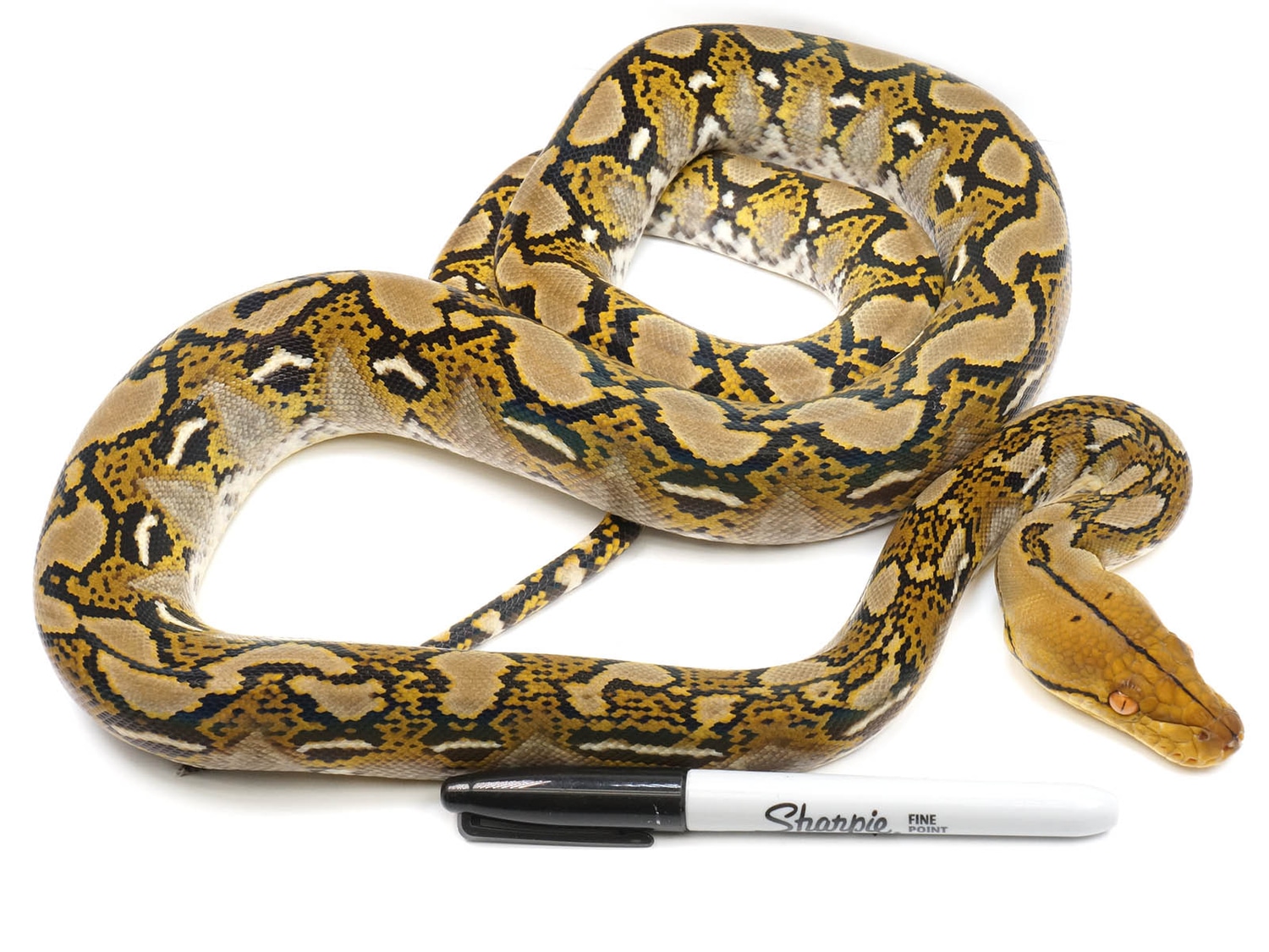 100% Het Ocelot 66% Het Caramel Reticulated Python by New England ...