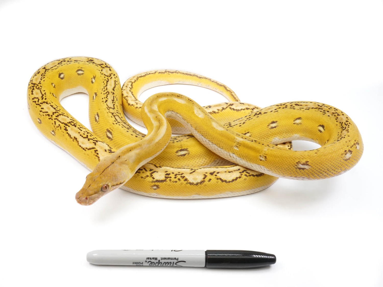 Phantom Platinum Marble Sunfire Reticulated Python by New England ...