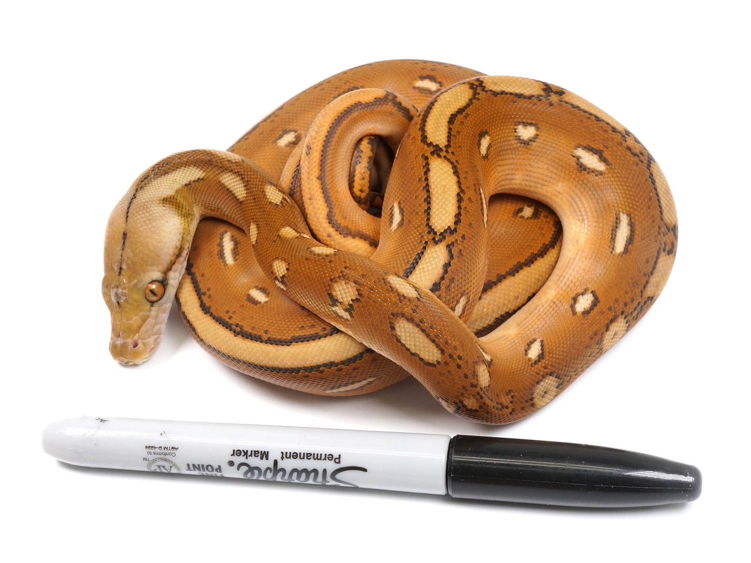 Orange Ghost Stripe Calico Reticulated Python by New England Reptile ...