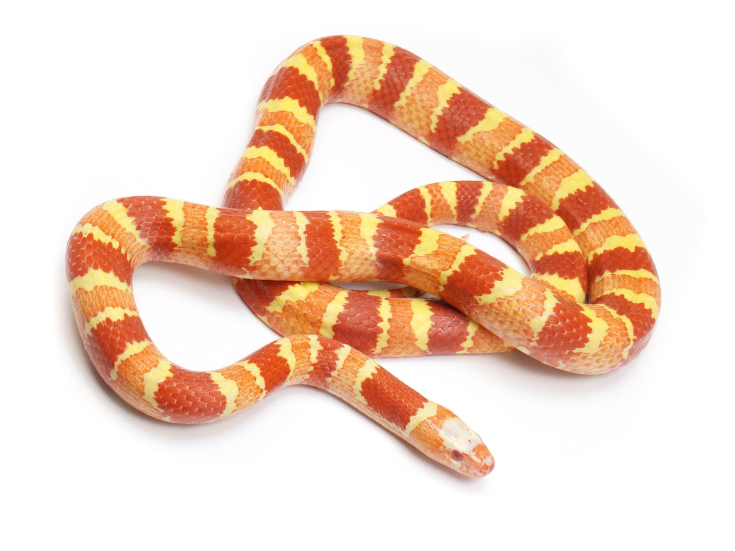 Albino Ruthveni King Snake Sexed Breeding Pair Ruthven's Kingsnake by