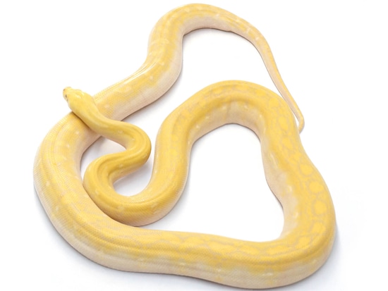 Albino Citrus ++ Reticulated Python - Smaller Growing by NERD