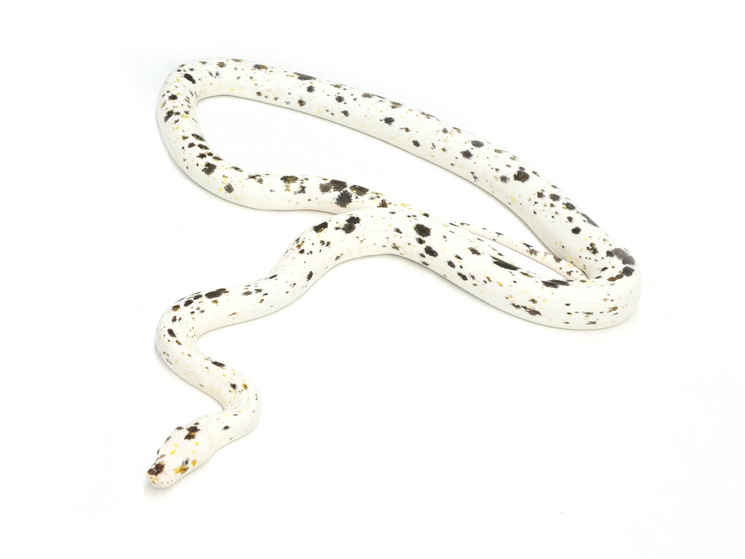 Golden Child Cow Reticulated Python by New England Reptile Distributors ...
