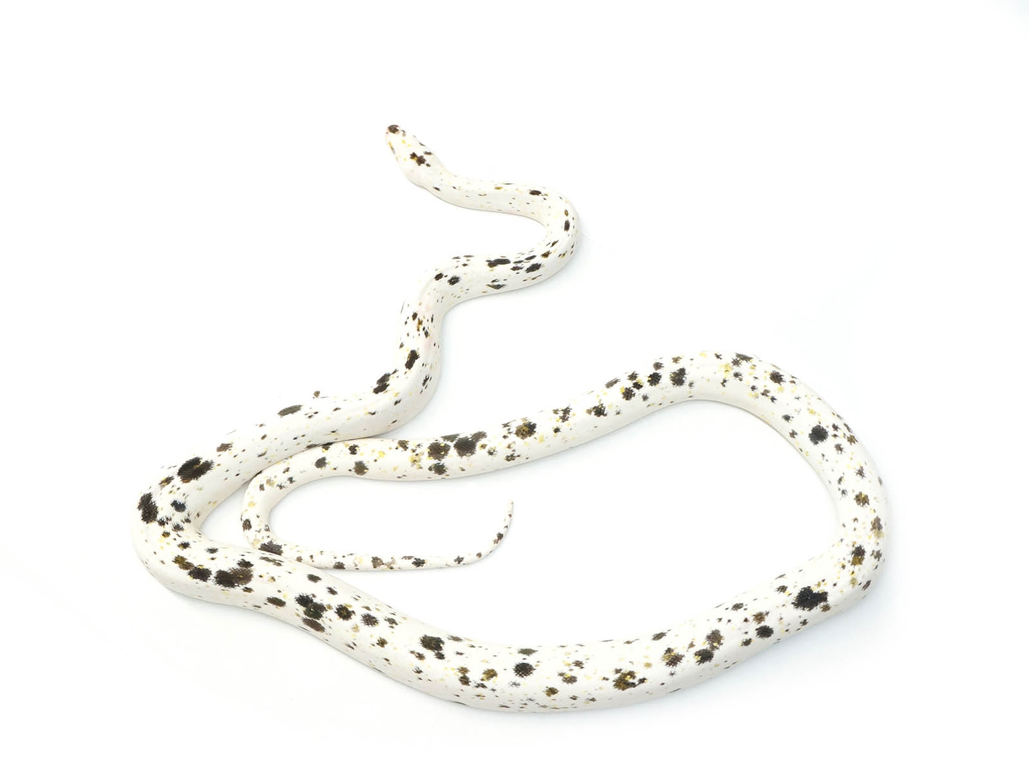 Golden Child Cow Reticulated Python by New England Reptile Distributors ...