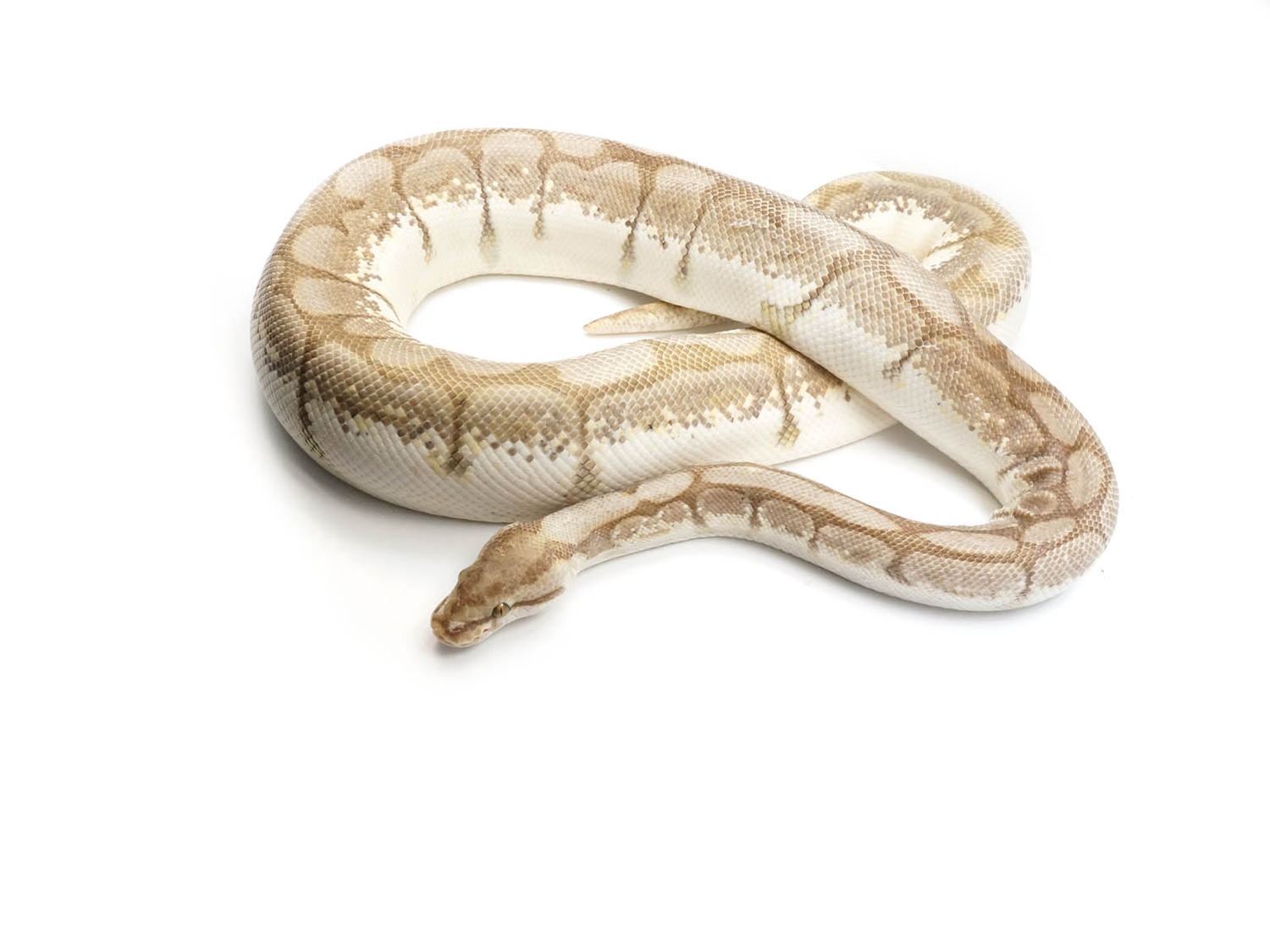 Queen Bee Ball Python by New England Reptile Distributors - MorphMarket