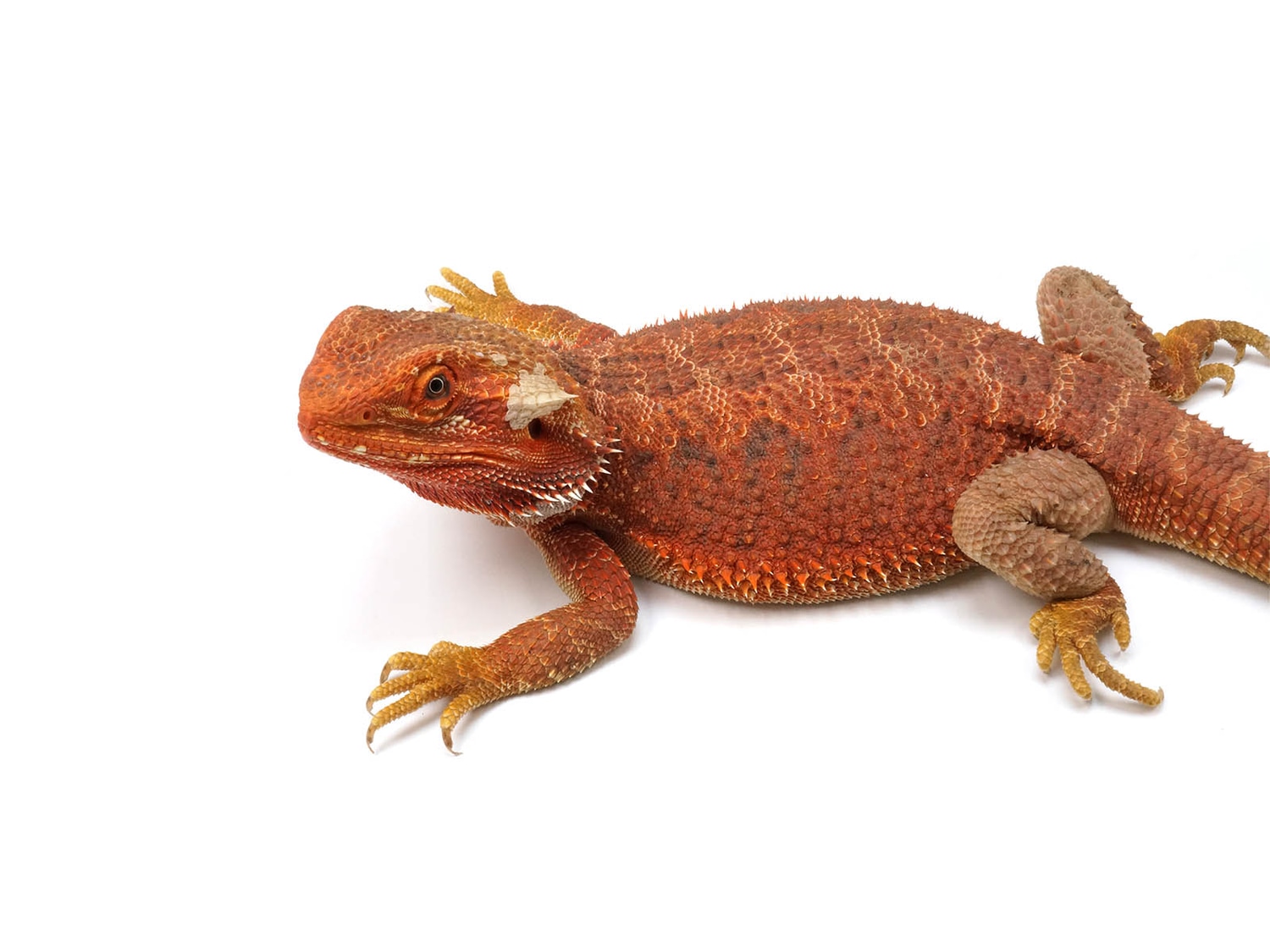 Blood Red Bearded Dragon Central Bearded Dragon by New England Reptile ...