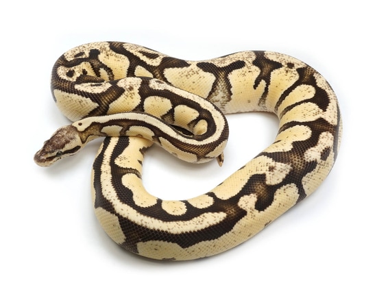 Bright Brothers Ball Python by NERD