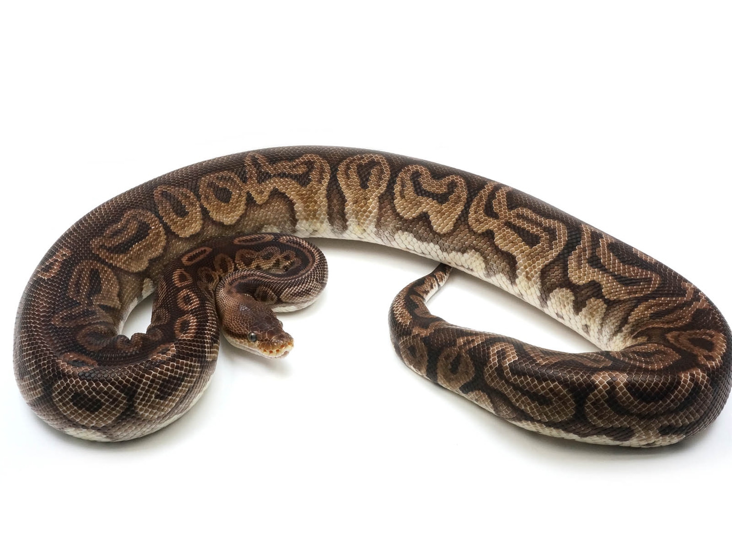 Gypsy Inferno Ball Python by New England Reptile Distributors - MorphMarket