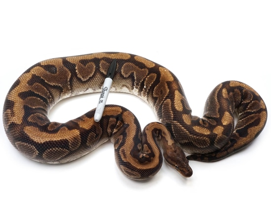 Hidden Gene Woma Yellowbelly Fader Ball Python by NERD