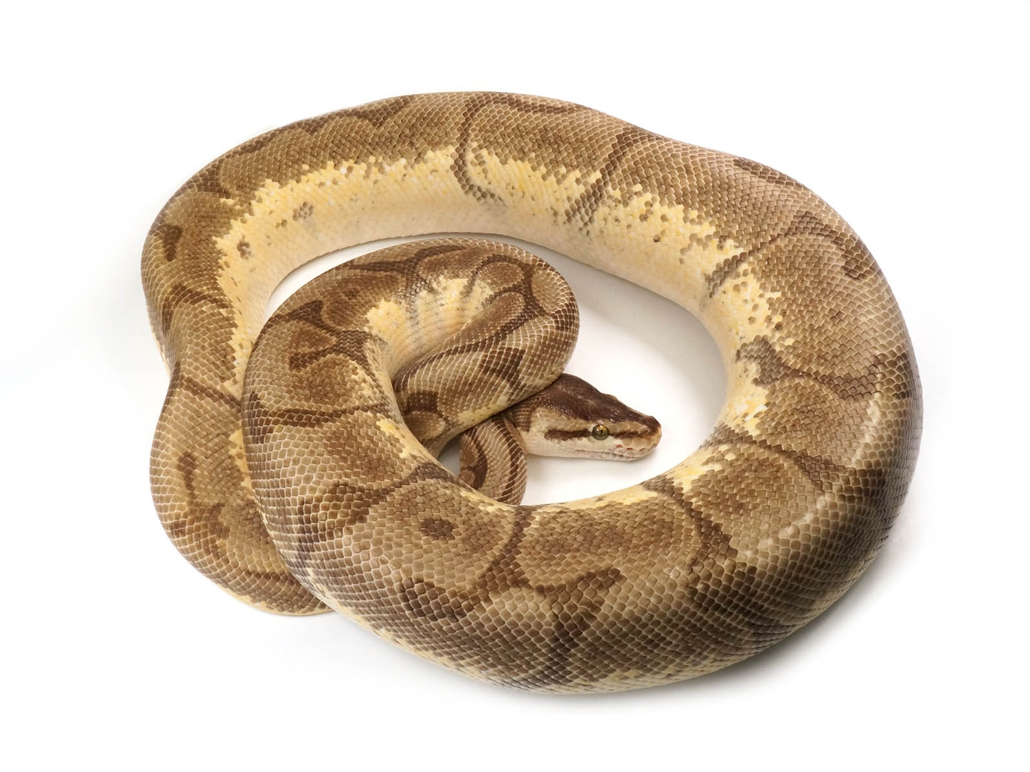Malum Lesser Spider Ball Python by New England Reptile Distributors ...
