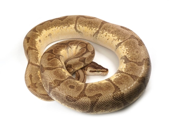 Lesser Spider Python Malum Lesser Spider Ball Python by NERD