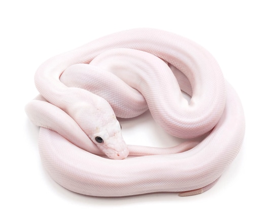 Black Eyed Leucistic Cupcake X Snarfles Reticulated Python by NERD