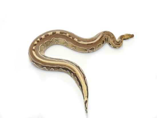 Ultra Bright Blood Python by NERD
