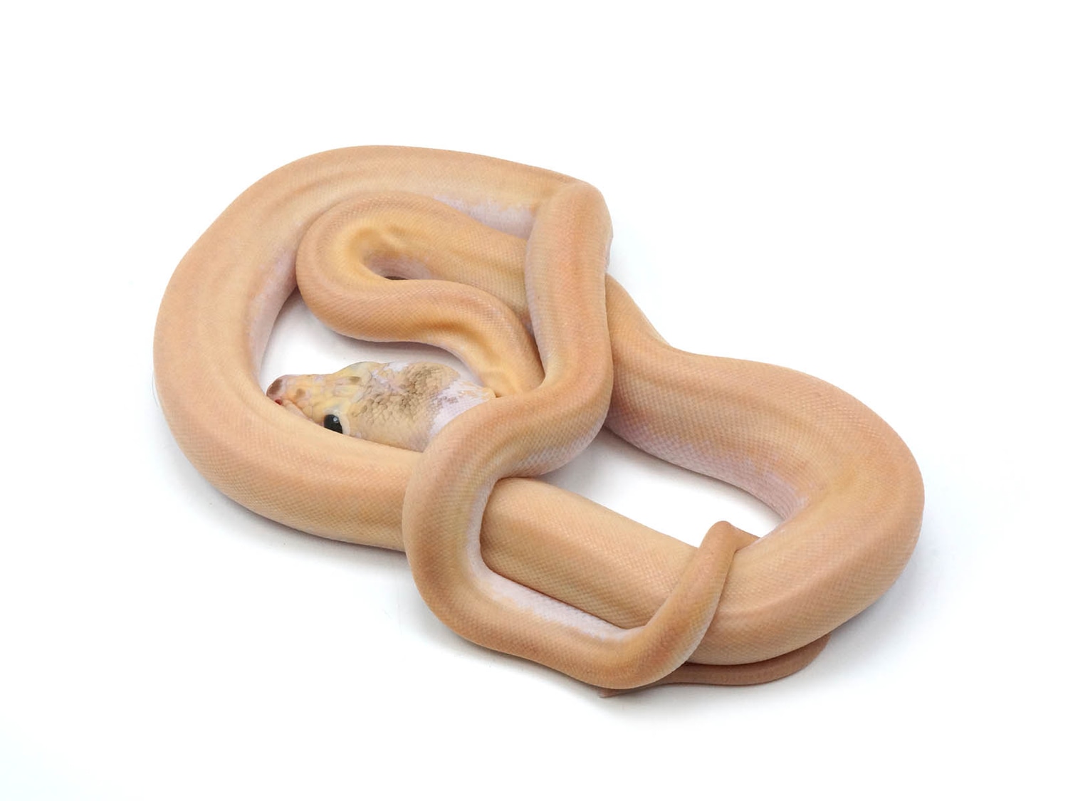 Ivory Cupcake X Snarfles Reticulated Python by New England Reptile