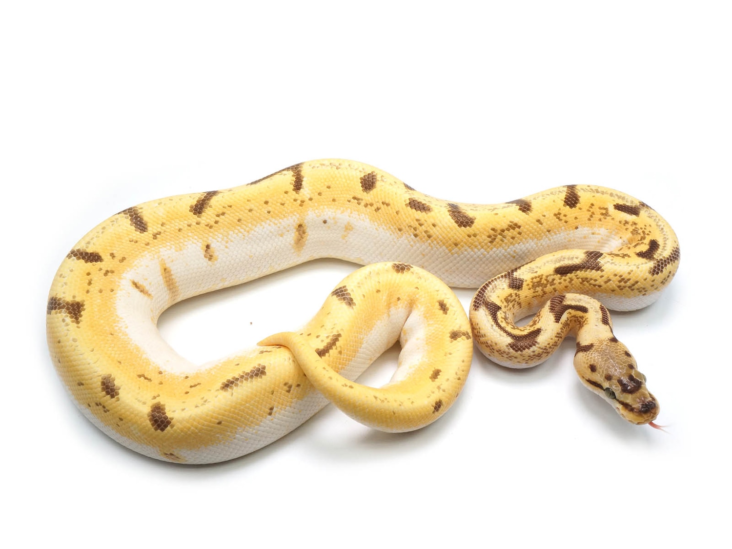 Orange Dream Lucifer Enchi Spider Yellowbelly Possible Bald Possible ...