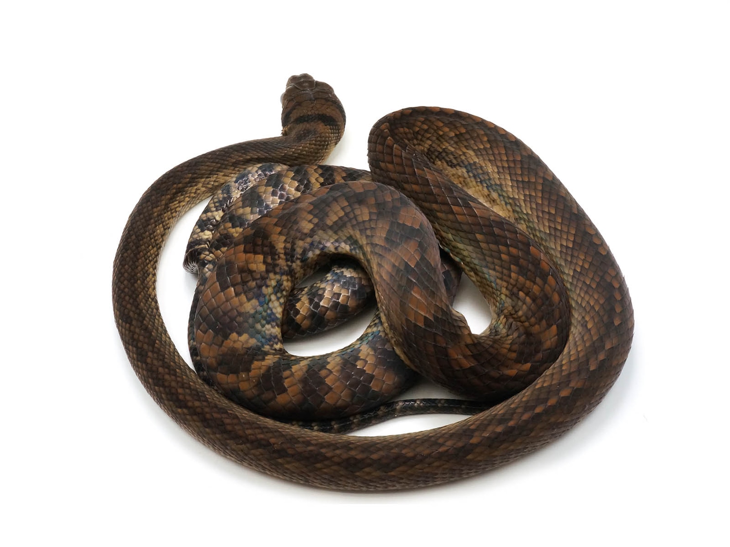 Well Established Long Term Captive Barneck Scrub Python by New England ...