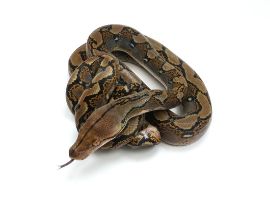 Het Pied Reticulated Python by NERD