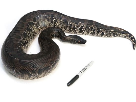 Sumatran Short Tail Python Sumatran Short-Tailed Python by NERD