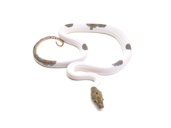 Pied Reticulated Python by NERD