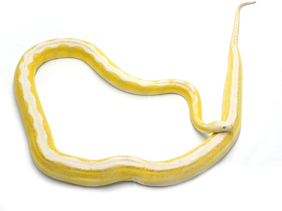 Albino Citrus Motley Platinum Sunfire Reticulated Python by NERD