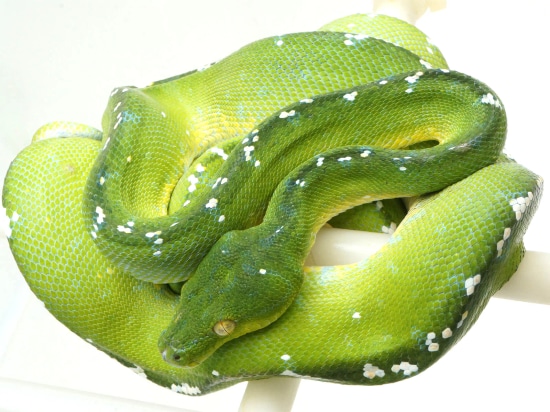 Aru Island Green Tree Python - High Blue by New England Reptile ...