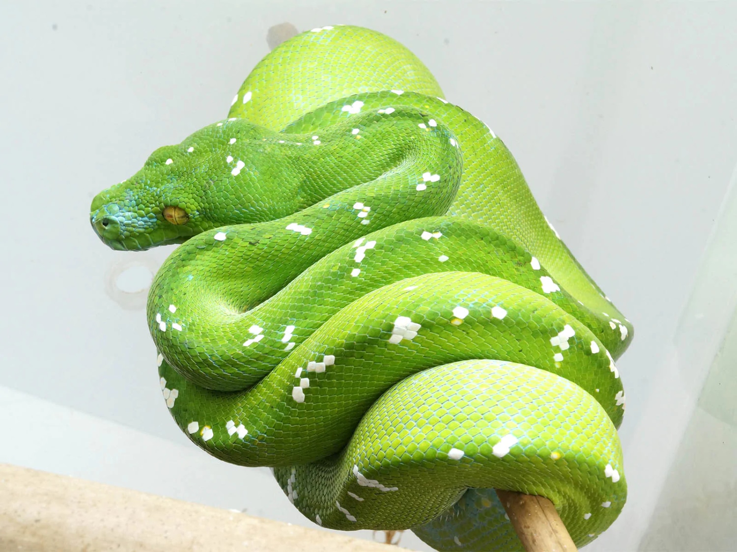 Aru Island - Blue Face Green Tree Python by New England Reptile ...