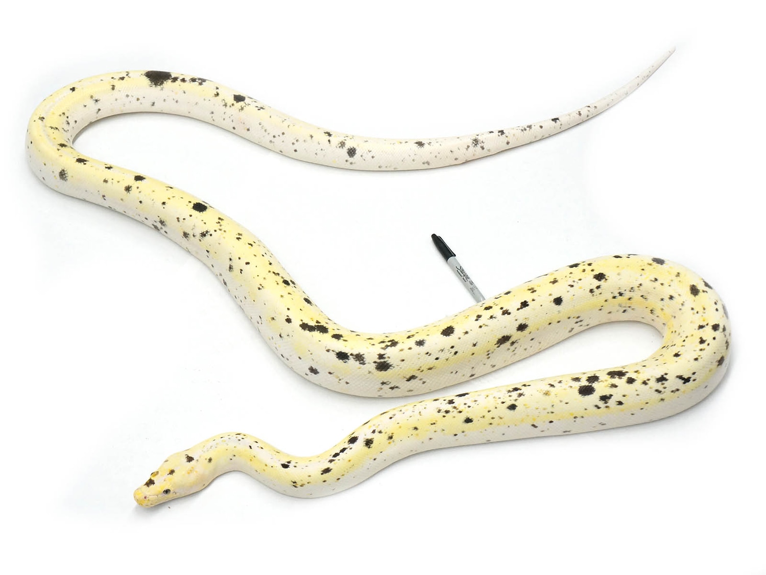 Cow From Calico Reticulated Python by New England Reptile Distributors ...