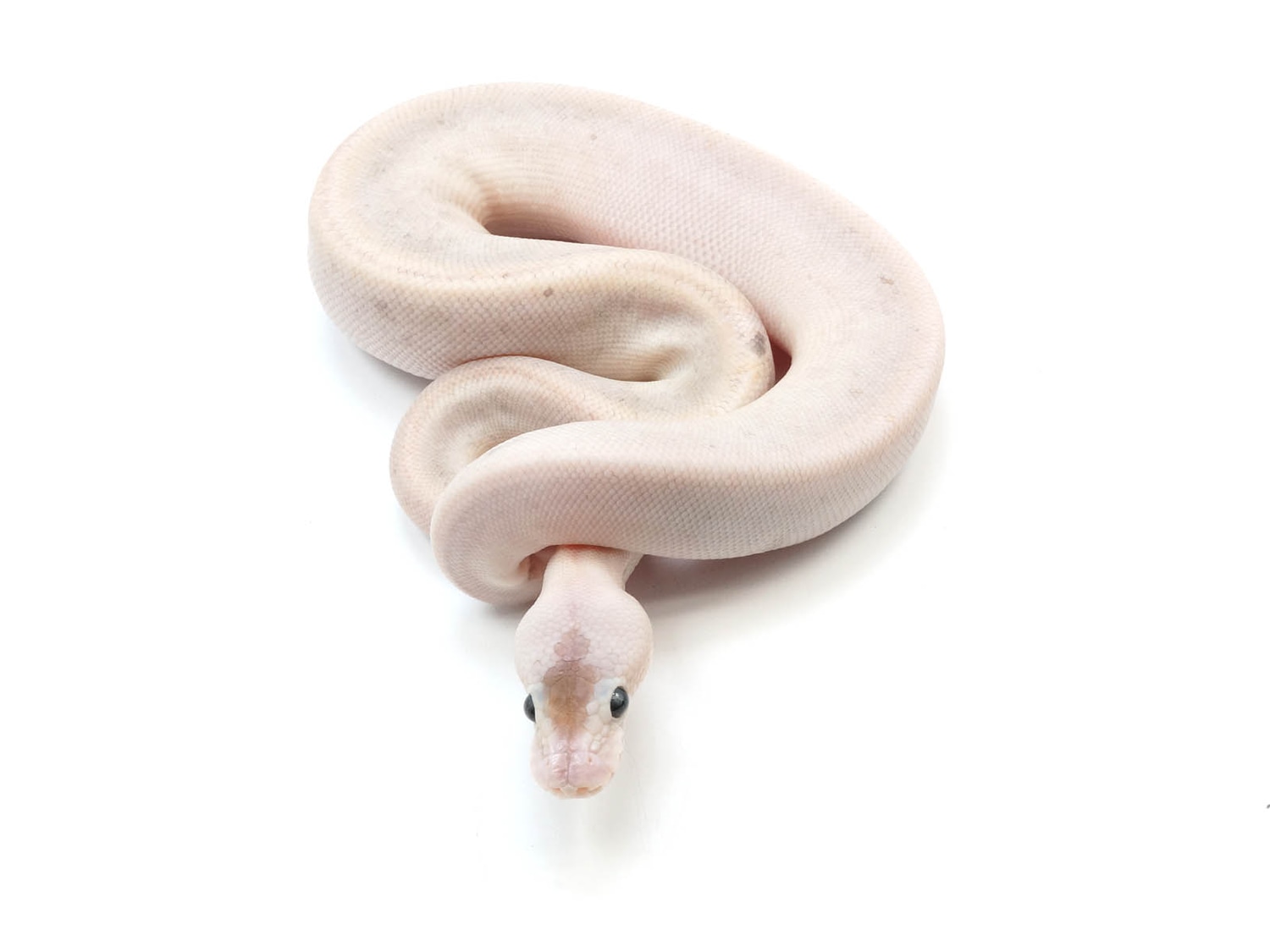 Sterling Super Special Ball Python by New England Reptile Distributors ...