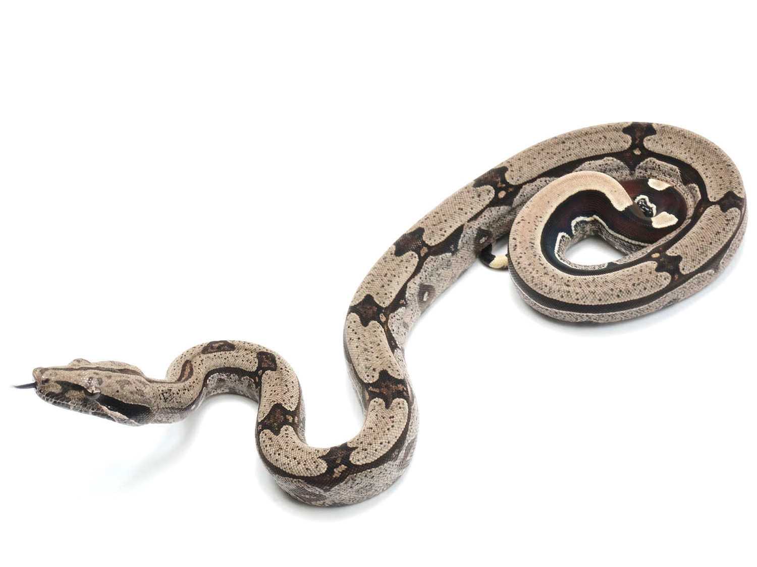 Stripe Tail Guyana True Redtailed Boa Constrictor by New England