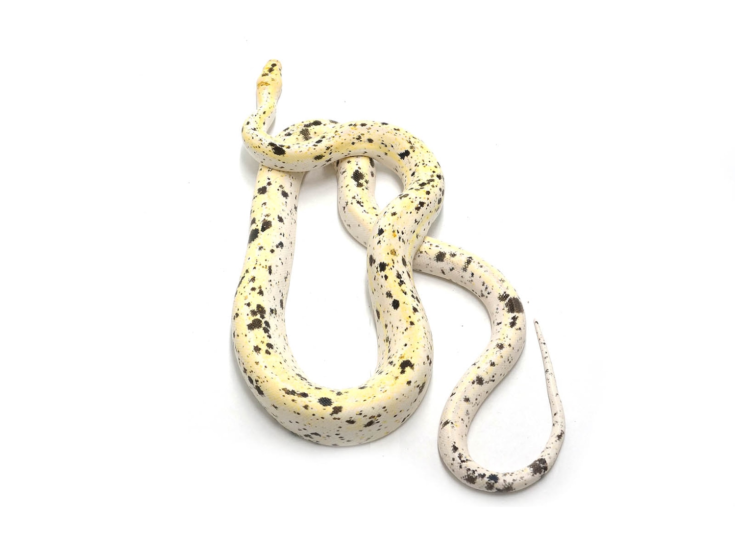 Cow Reticulated Python by New England Reptile Distributors - MorphMarket
