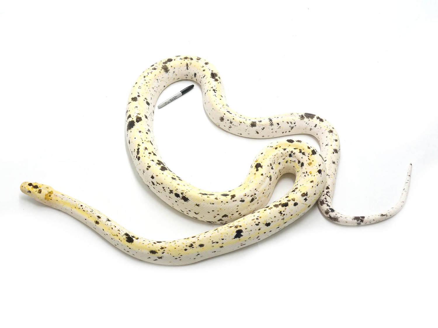 Cow Reticulated Python by New England Reptile Distributors - MorphMarket