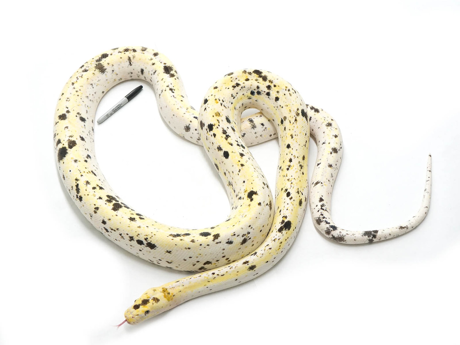 Cow Reticulated Python by New England Reptile Distributors - MorphMarket