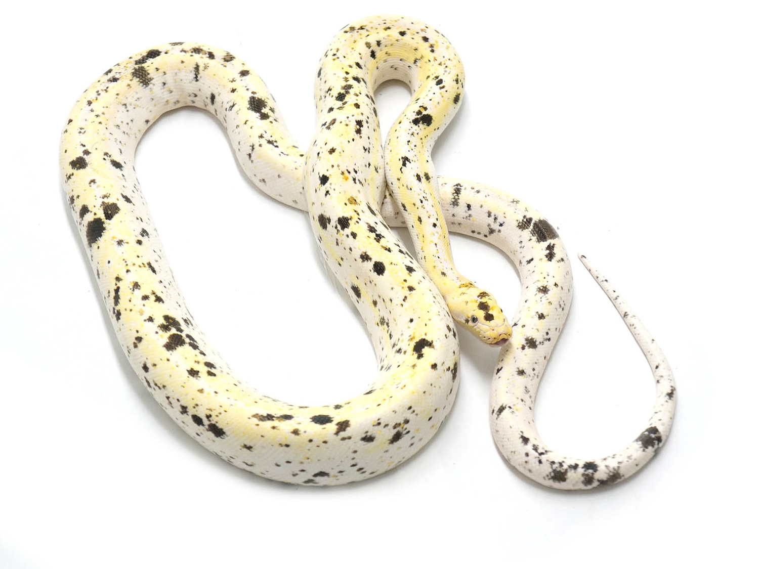 Cow Reticulated Python by New England Reptile Distributors - MorphMarket