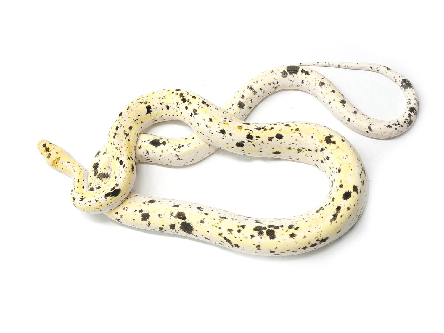 Cow Reticulated Python by New England Reptile Distributors - MorphMarket