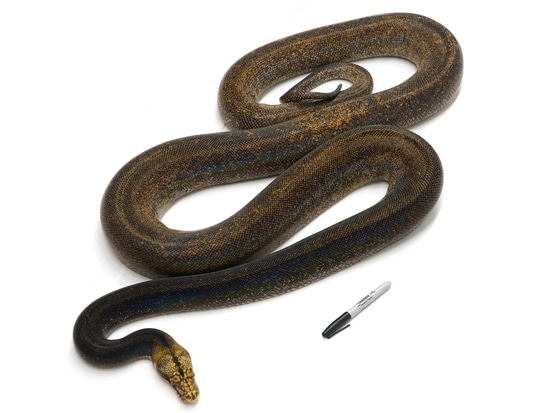 Golden Child Orange Ghost Stripe Calico Reticulated Python by NERD