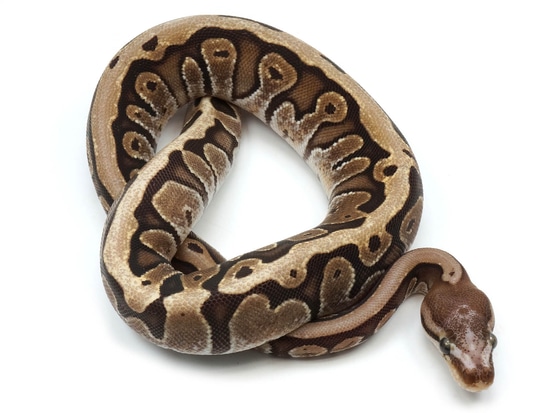 Hidden Gene Woma Lucifer Microscale Ball Python by NERD