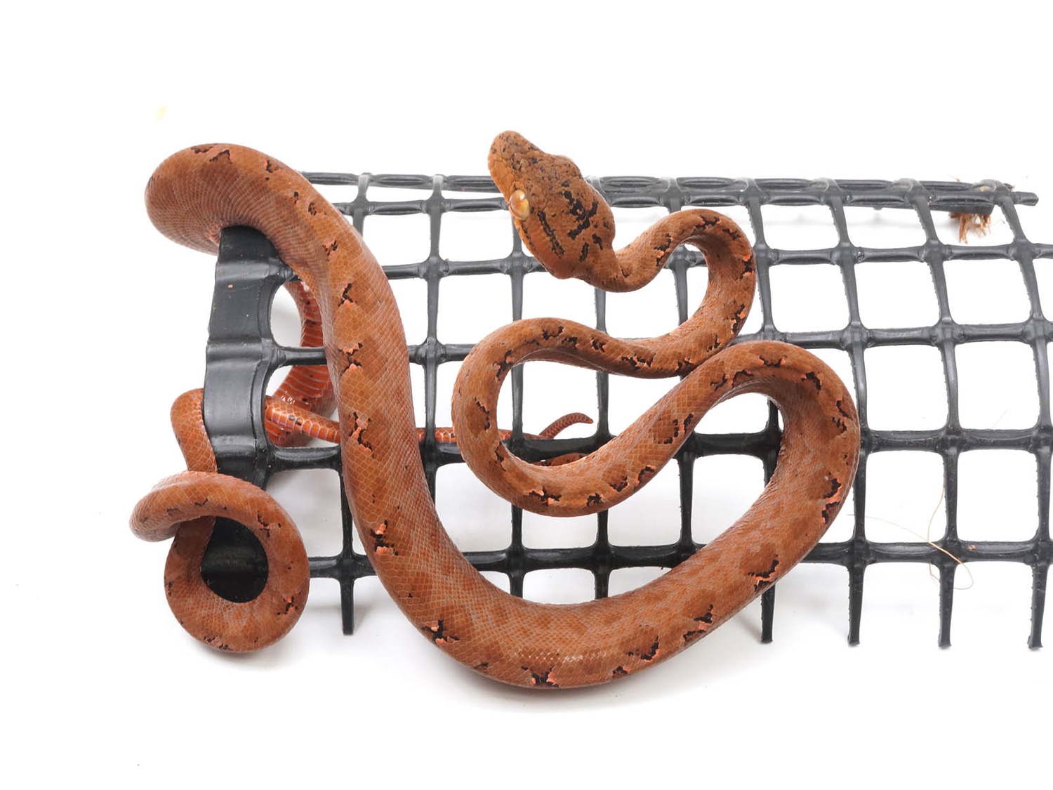 Amazon Tree Boa by New England Reptile Distributors MorphMarket