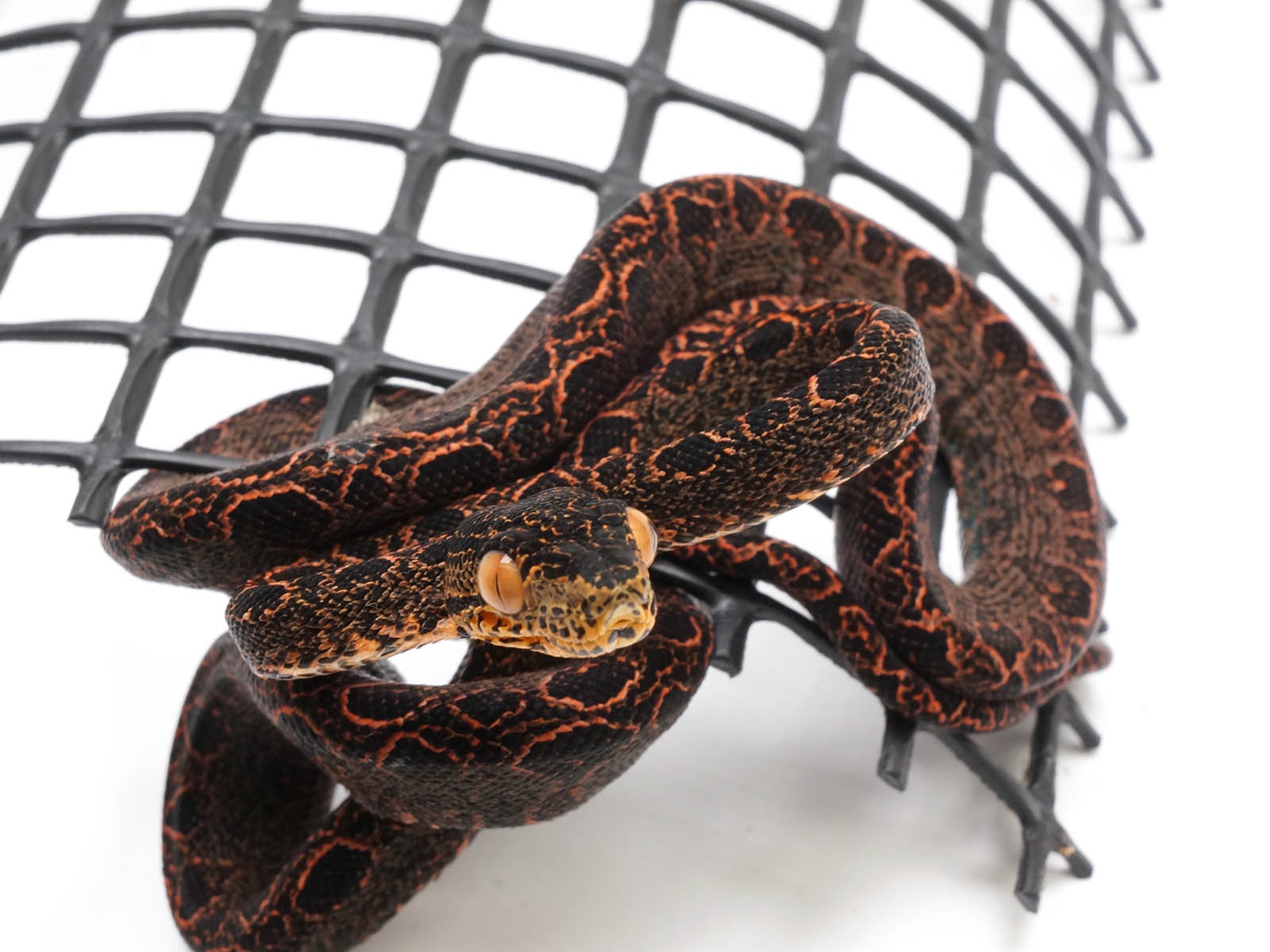 Halloween Amazon Tree Boa by New England Reptile Distributors MorphMarket