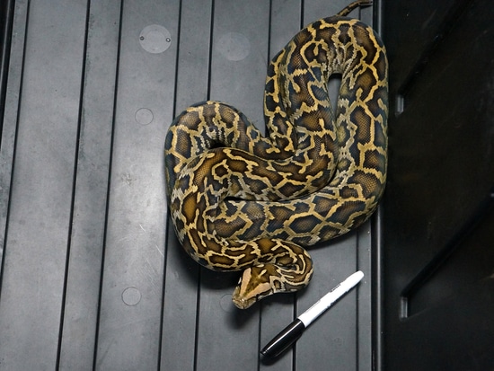 Normal Burmese Python by New England Reptile Distributors