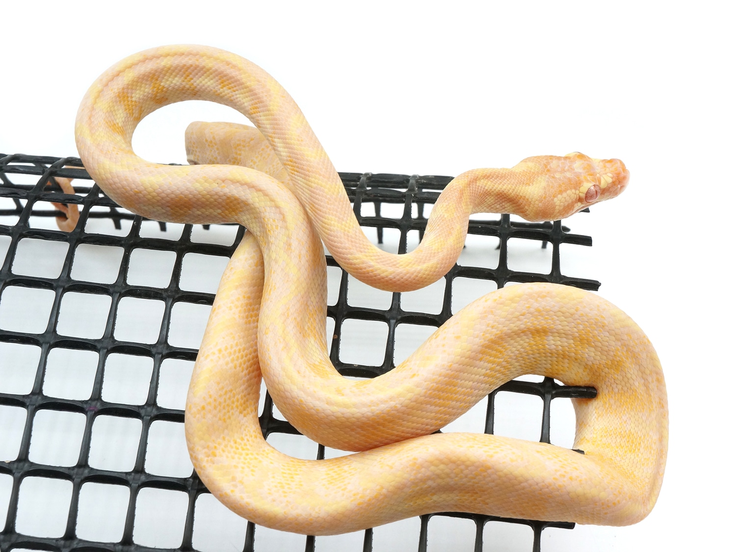 Albino Darwin Carpet Python by New England Reptile Distributors MorphMarket