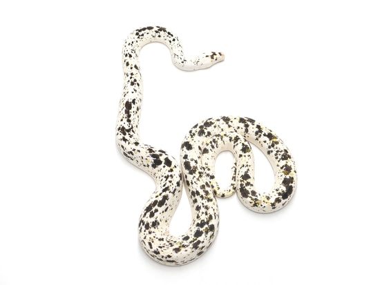 Golden Child Cow Reticulated Python by NERD