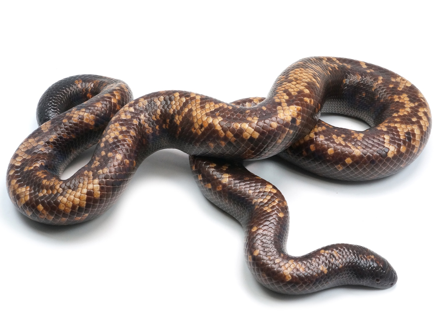 Calabar Burrowing Python Ground Boa by New England Reptile Distributors ...
