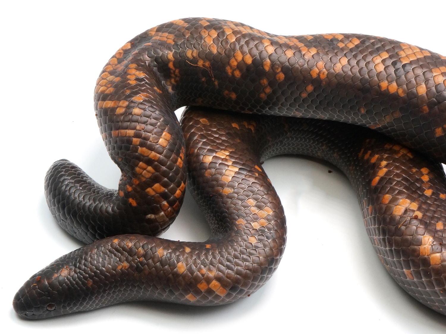 Calabar Burrowing Python Ground Boa by New England Reptile Distributors ...