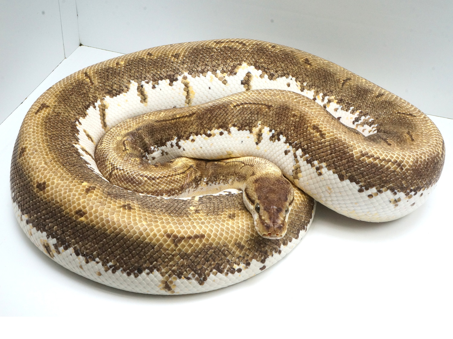 Enchi Spinner Possible Het Pied Ball Python by New England Reptile ...