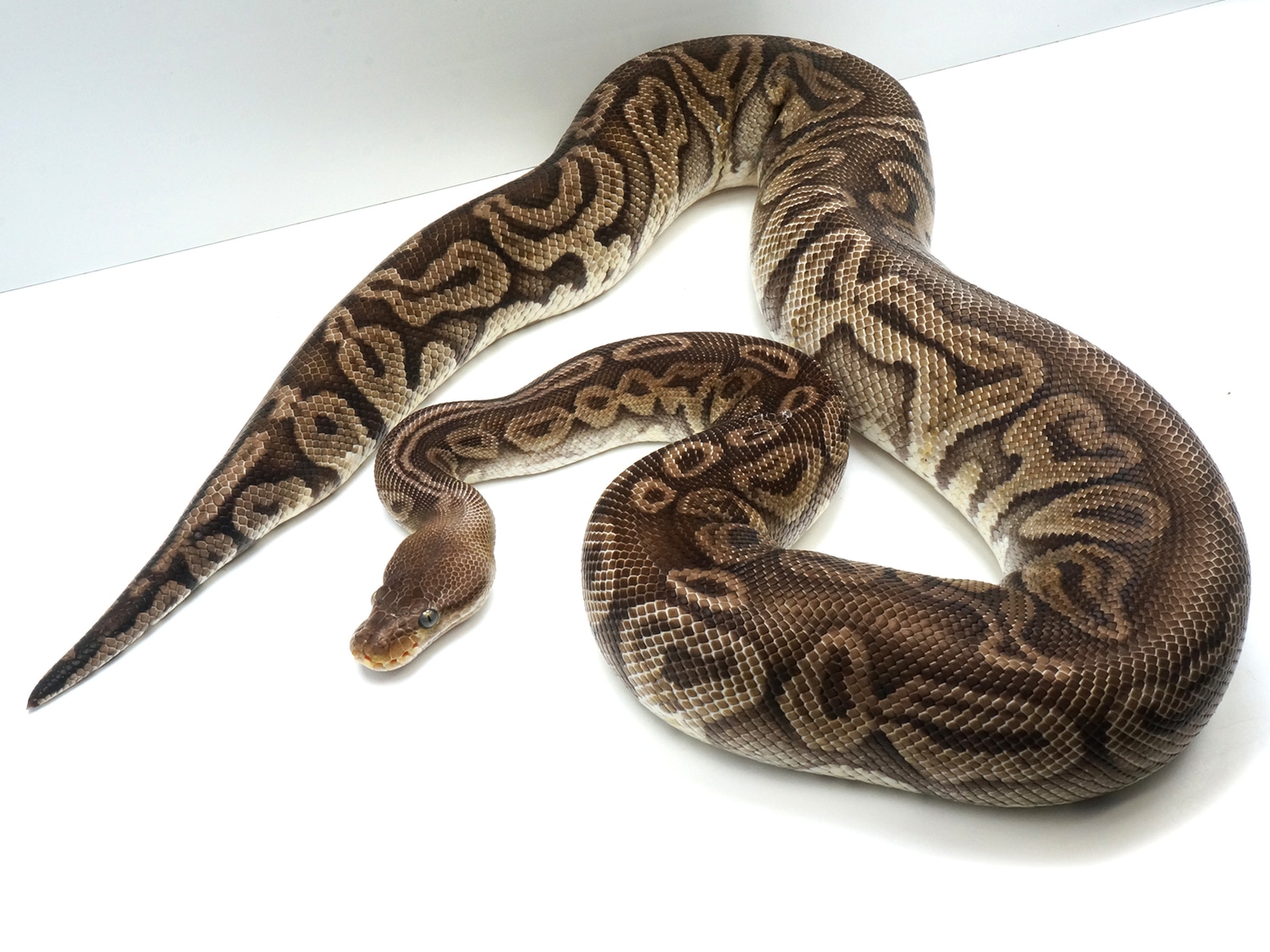 Gypsy Inferno Ball Python by New England Reptile Distributors - MorphMarket