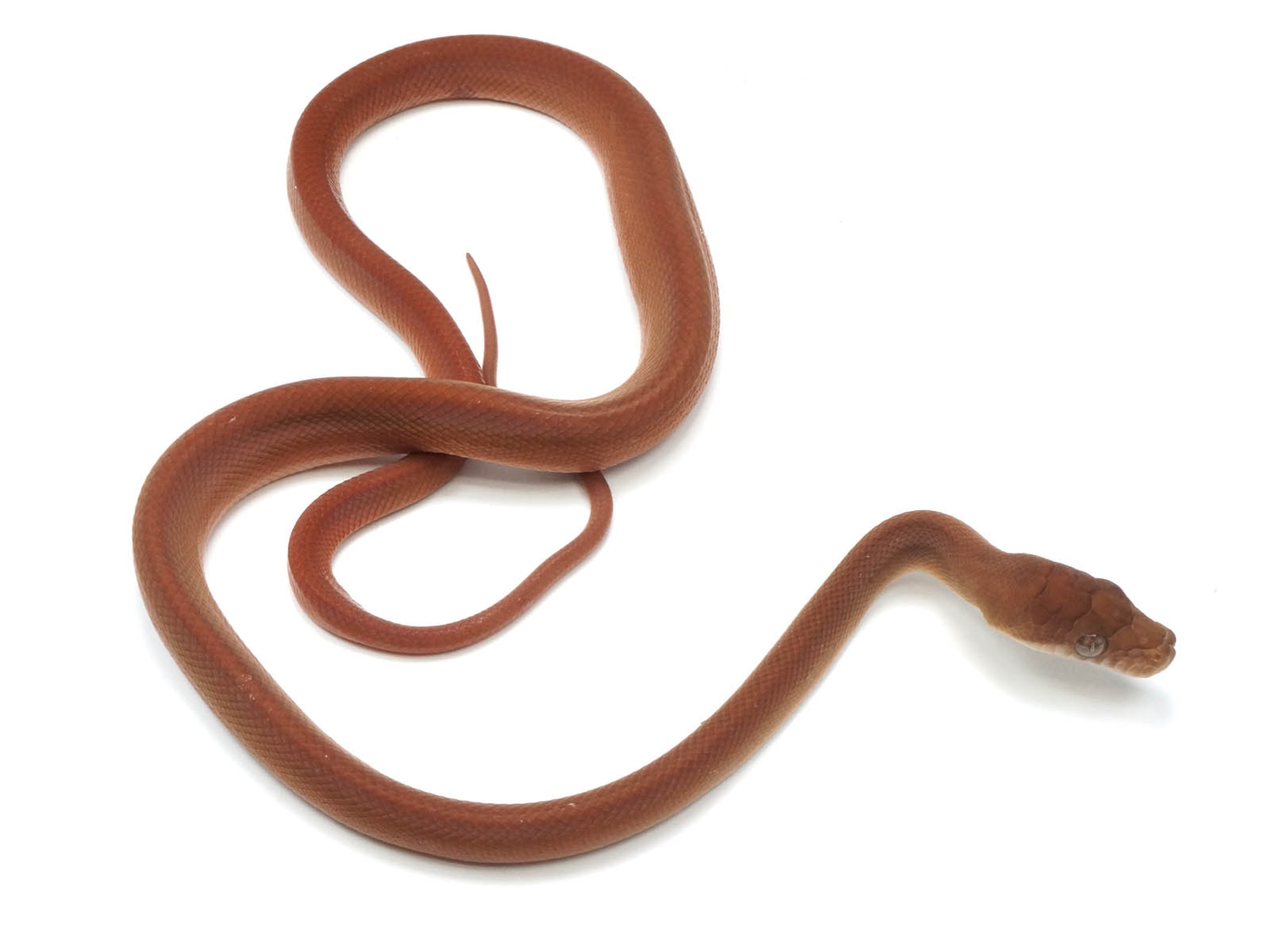 Southern Scrub Python by New England Reptile Distributors MorphMarket