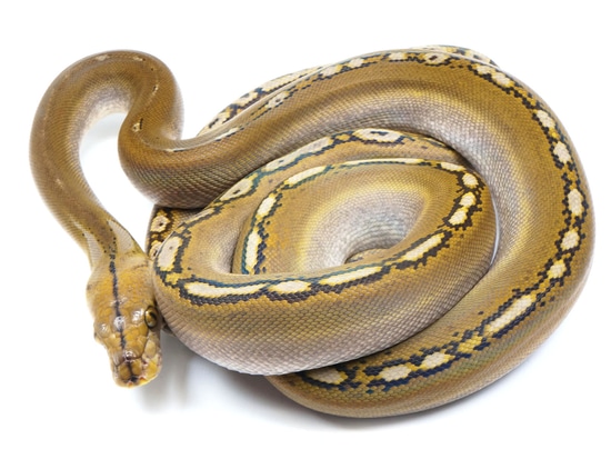 Phantom Motley Het Albino Reticulated Python by NERD