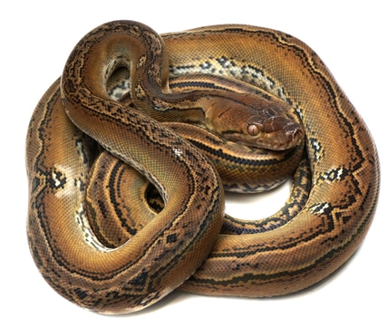 Cow From Calico Reticulated Python by New England Reptile Distributors ...