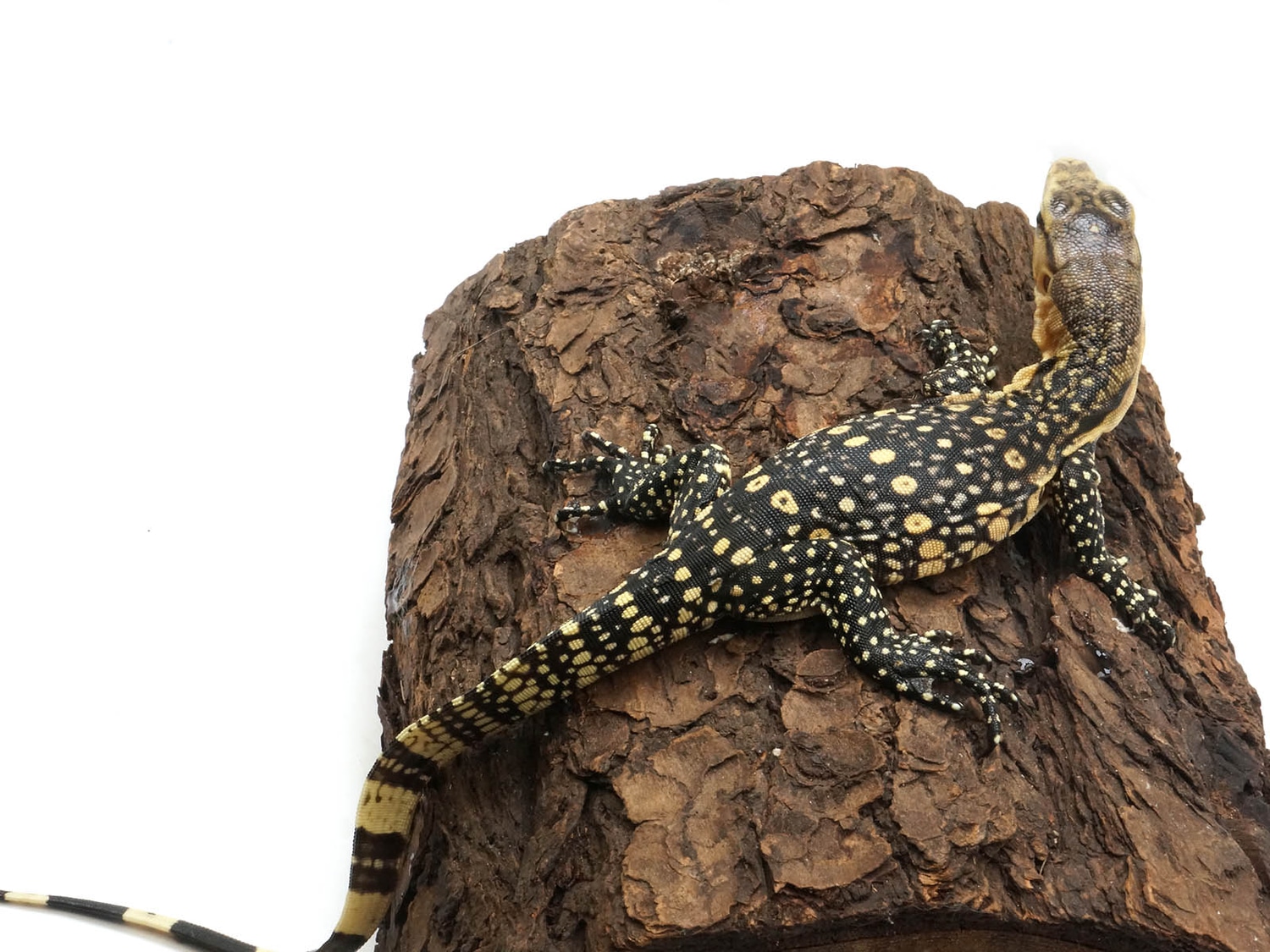 CBB Dwarf Hypomelanistic Celebensis Water Monitor by New England