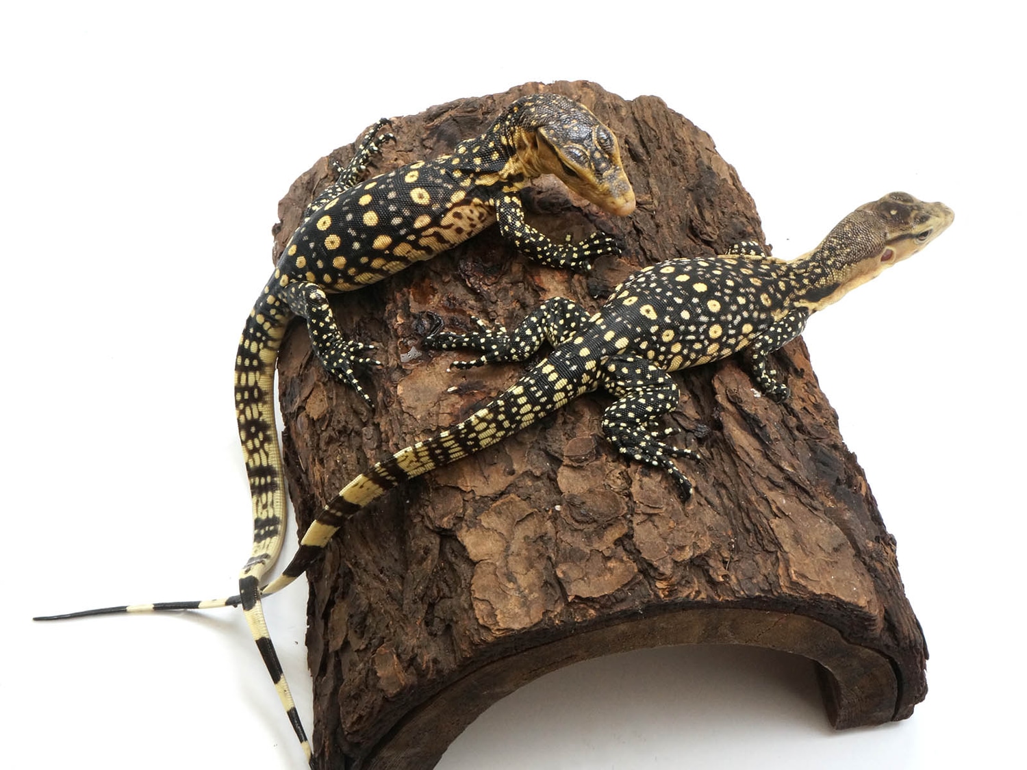 CBB Dwarf Hypomelanistic Celebensis Water Monitor by New England